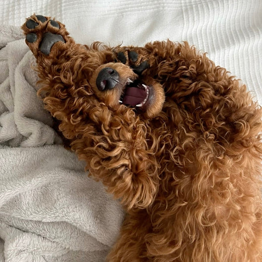 Paw Care Roller